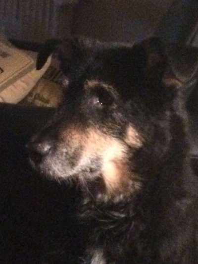 Unsere Fellnasen im Regenbogenland-Beitrag-Bild