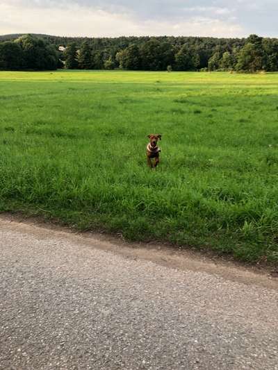 Dogorama Photo Challenge - Der Frühling kommt-Beitrag-Bild