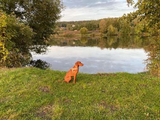 Magyar Vizsla UK-Beitrag-Bild