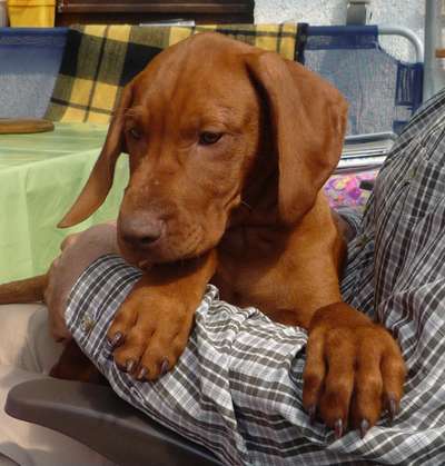 Welpen Bilder !-Beitrag-Bild