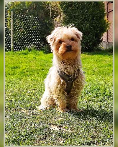Yorkshire Terrier-Beitrag-Bild