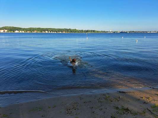Rhodesian Ridgeback-Beitrag-Bild