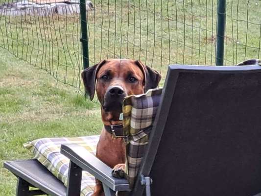 Rhodesian Ridgeback-Beitrag-Bild