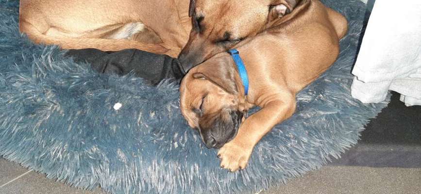 Rhodesian Ridgeback-Beitrag-Bild