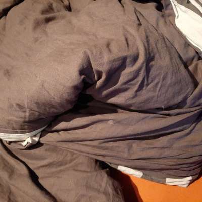 Rhodesian Ridgeback-Beitrag-Bild