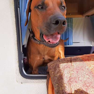 Rhodesian Ridgeback-Beitrag-Bild