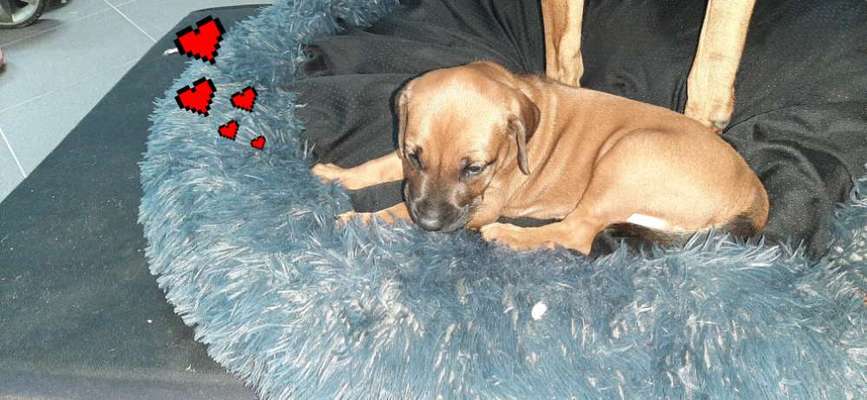 Rhodesian Ridgeback-Beitrag-Bild
