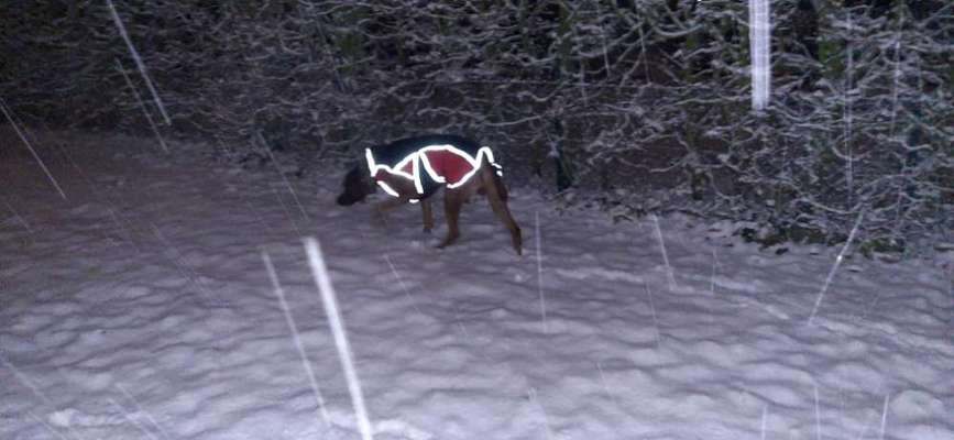 Rhodesian Ridgeback-Beitrag-Bild