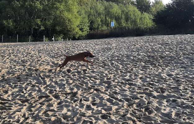 Rhodesian Ridgeback-Beitrag-Bild