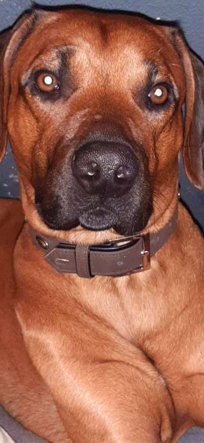 Rhodesian Ridgeback-Beitrag-Bild