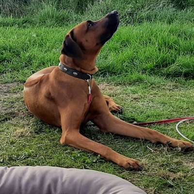 Die Dogorama Kalender Challenge Titelbild-Beitrag-Bild