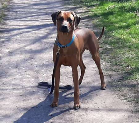 Rhodesian Ridgeback-Beitrag-Bild
