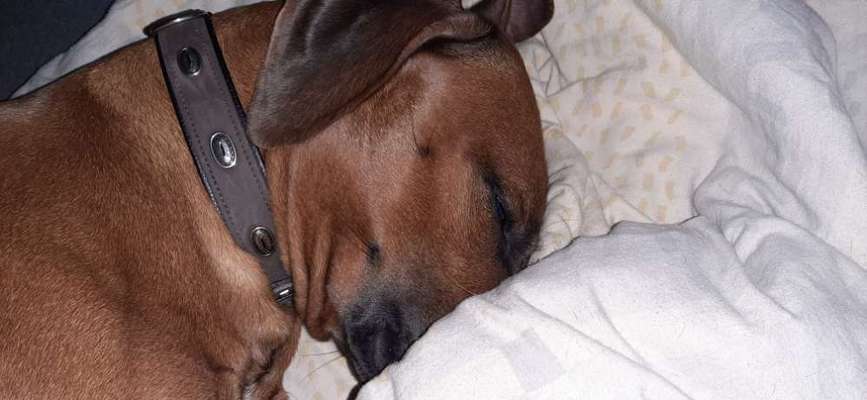 Rhodesian Ridgeback-Beitrag-Bild