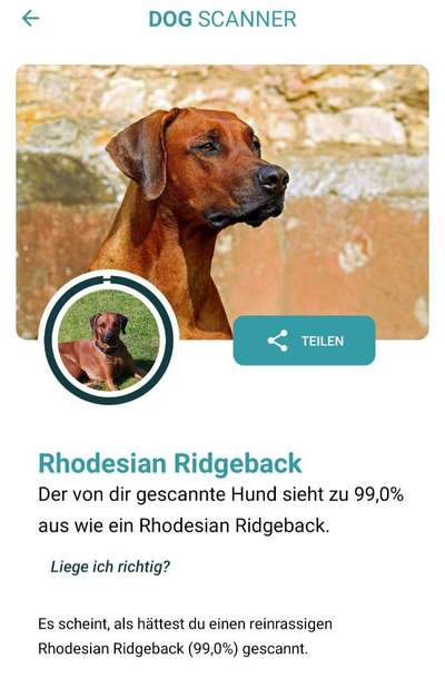 Rhodesian Ridgeback-Beitrag-Bild