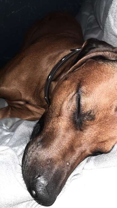 Rhodesian Ridgeback-Beitrag-Bild