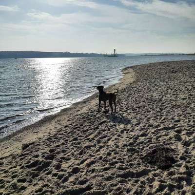 Rhodesian Ridgeback-Beitrag-Bild