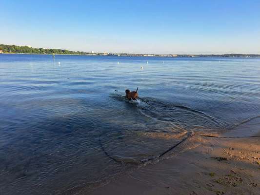 Rhodesian Ridgeback-Beitrag-Bild