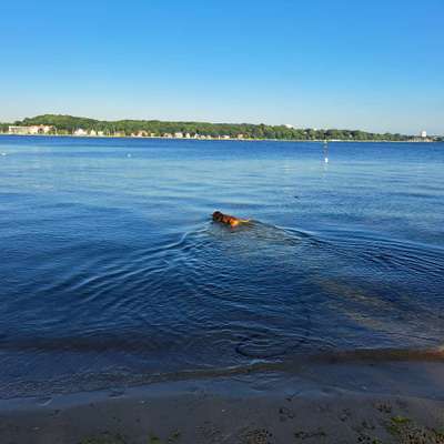 Rhodesian Ridgeback-Beitrag-Bild