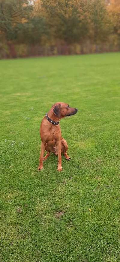 Rhodesian Ridgeback-Beitrag-Bild