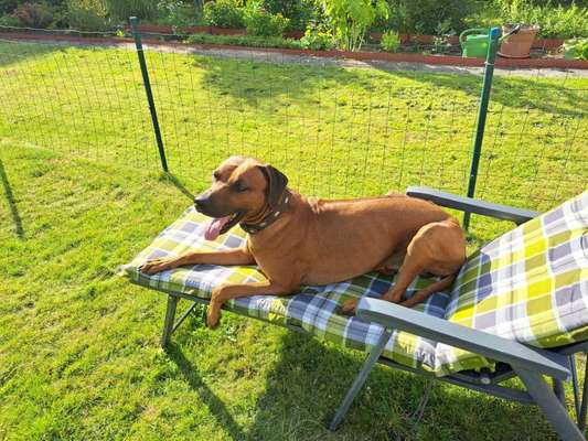 Rhodesian Ridgeback-Beitrag-Bild