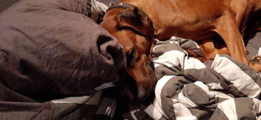 Rhodesian Ridgeback-Beitrag-Bild