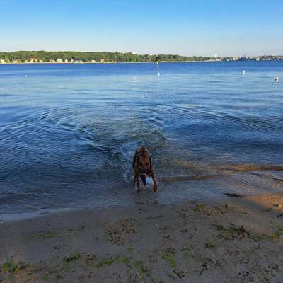 Rhodesian Ridgeback-Beitrag-Bild