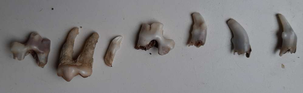 Rhodesian Ridgeback-Beitrag-Bild