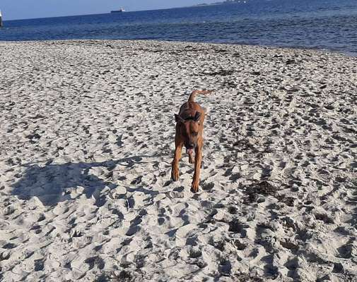 Rhodesian Ridgeback-Beitrag-Bild