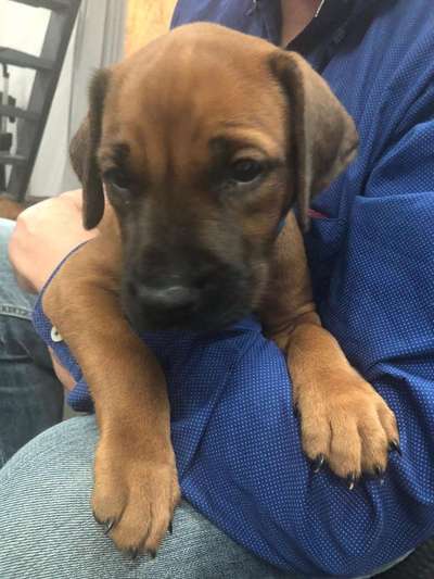 Rhodesian Ridgeback-Beitrag-Bild