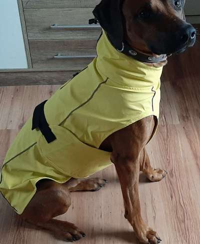 Rhodesian Ridgeback-Beitrag-Bild