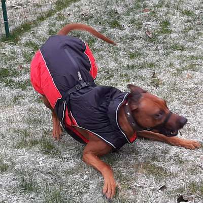 Rhodesian Ridgeback-Beitrag-Bild