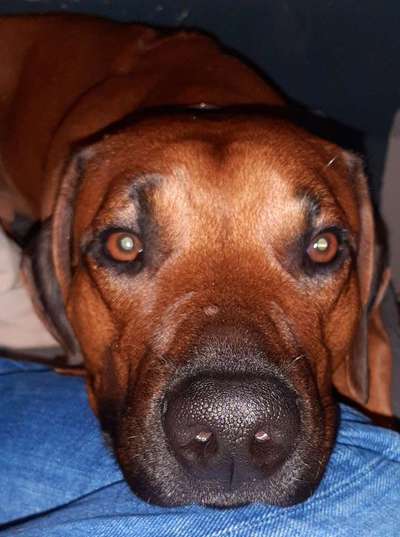 Rhodesian Ridgeback-Beitrag-Bild