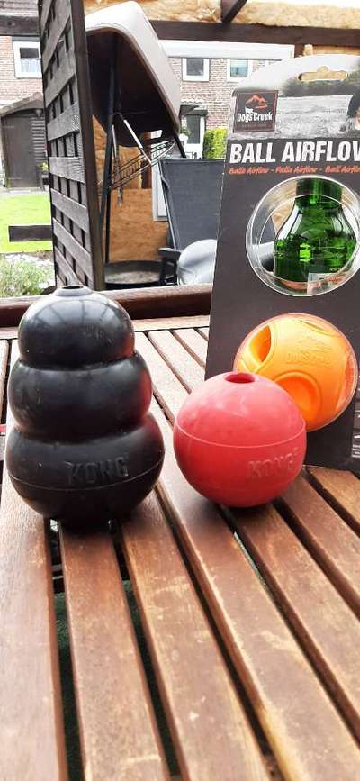 Rhodesian Ridgeback-Beitrag-Bild