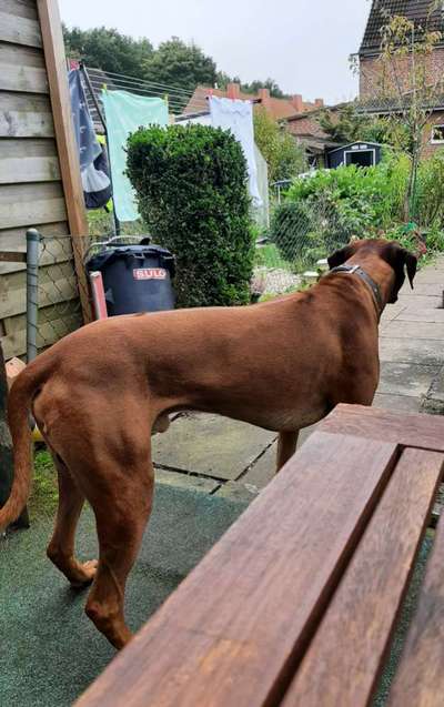 Rhodesian Ridgeback-Beitrag-Bild