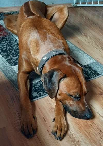 Rhodesian Ridgeback-Beitrag-Bild