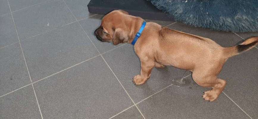 Rhodesian Ridgeback-Beitrag-Bild