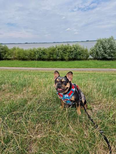 Hundetreffen-Gassi- und Spielkameraden-Bild