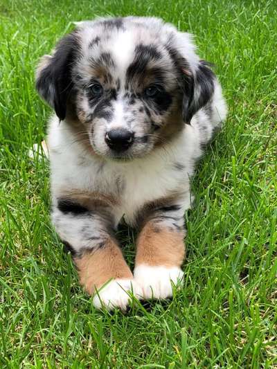 Die Dogorama Kalender Challenge 4/4-Beitrag-Bild