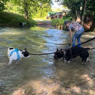 Hundetreffen-Bully- Treff-Bild