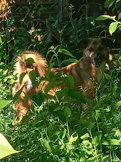 Die Dogorama Monats Challenge "Es grünt und blüht"-Beitrag-Bild