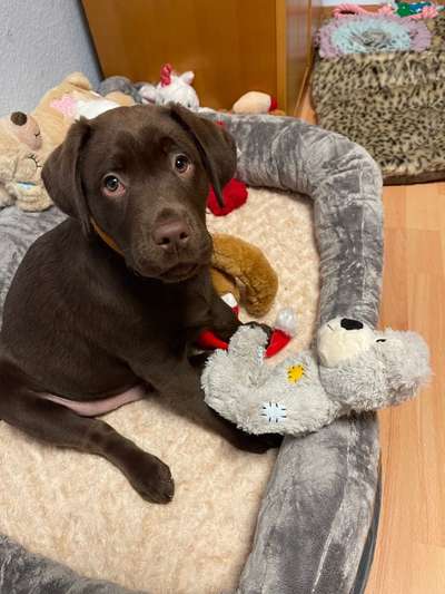 Hundetreffen-Welpentreffen für Mittel/Große Rassen-Bild