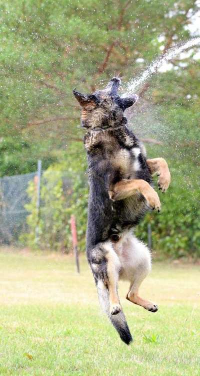 Foto's und Hundemodels-Beitrag-Bild