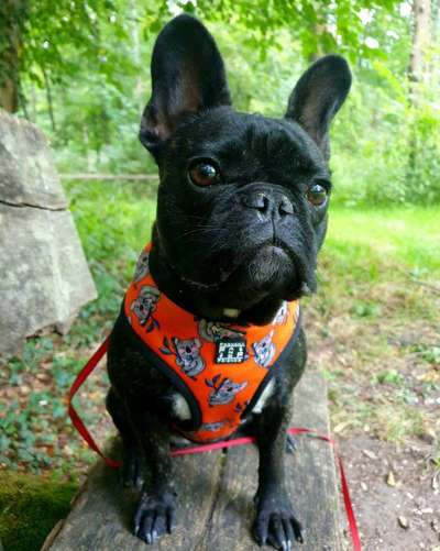 Foto's und Hundemodels-Beitrag-Bild