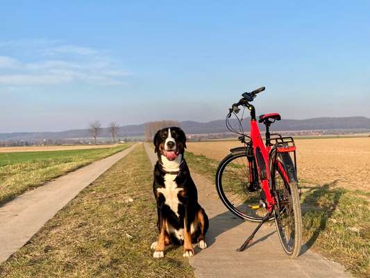 Weitere Große Schweizer Sennenhunde (oder andere große Rassen) hier?-Beitrag-Bild