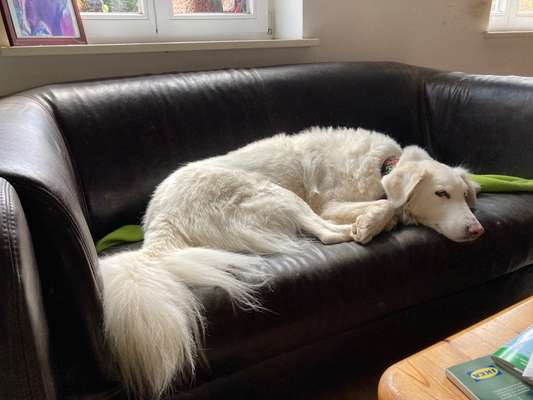 Tierschutz Hunde aus Sizilen.-Beitrag-Bild