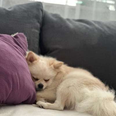 Hundetreffen-Gassi Freunde gesucht in Darmstadt-Bild