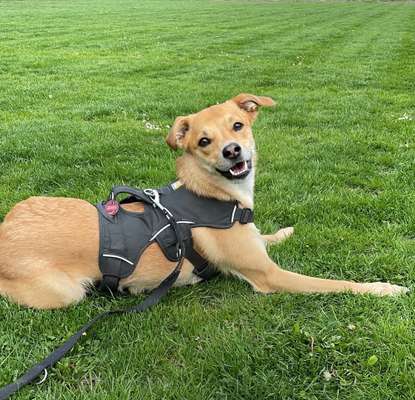 Auslandstierschutz-Beitrag-Bild