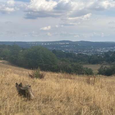 Hundetreffen-Gemeinsame Gassirunden-Bild