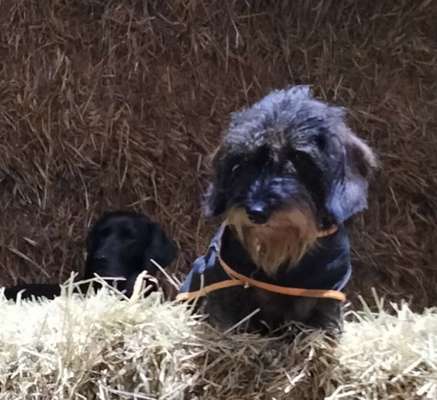 Welpen Bilder !-Beitrag-Bild