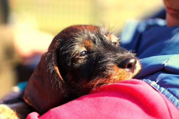 Welpen Bilder !-Beitrag-Bild